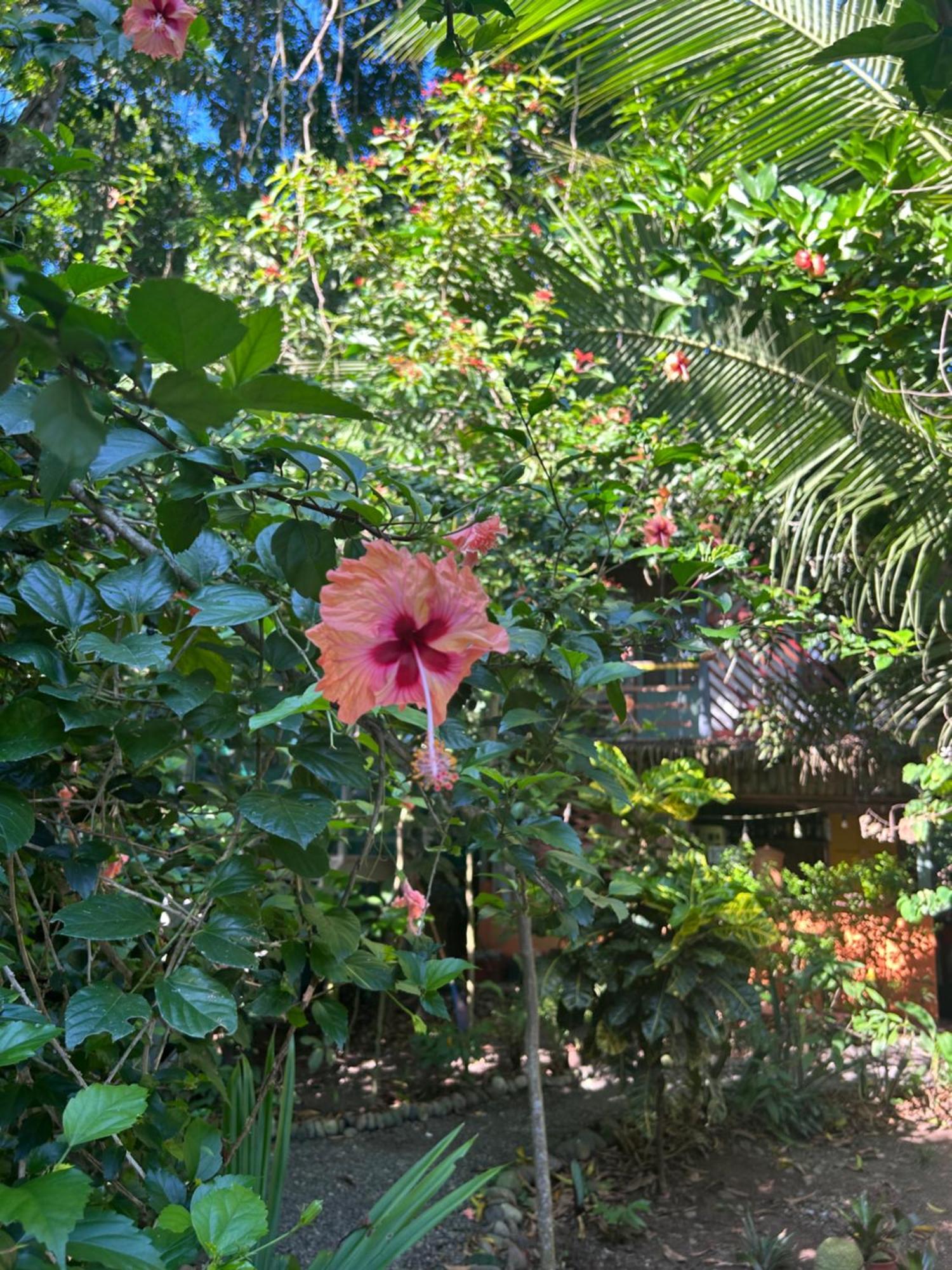 Organico Punta Riel Ξενοδοχείο Cahuita Εξωτερικό φωτογραφία