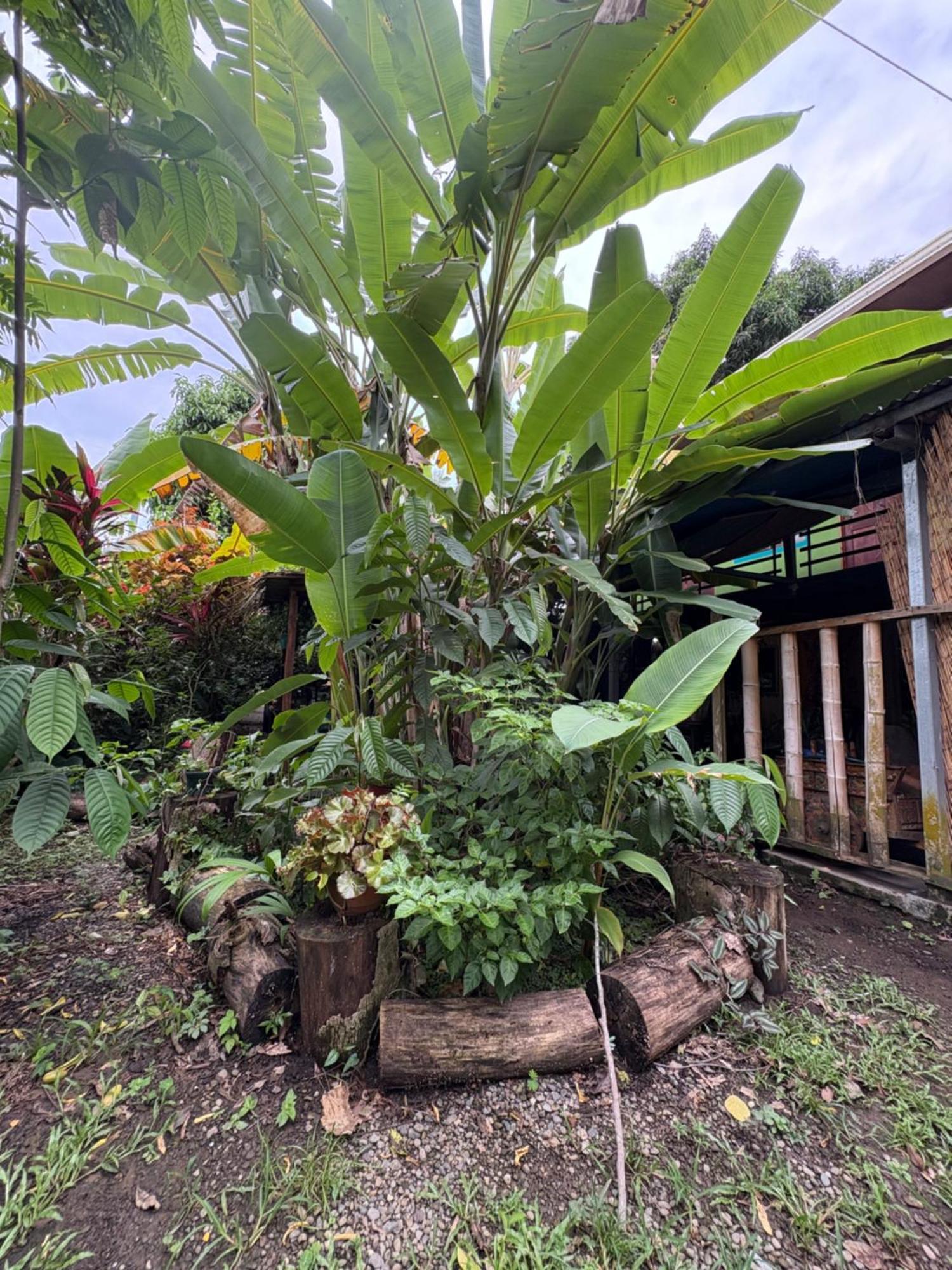Organico Punta Riel Ξενοδοχείο Cahuita Εξωτερικό φωτογραφία